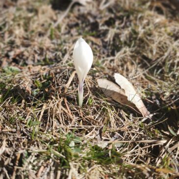 Frühling in den Bergen: unsere Öffnungszeiten